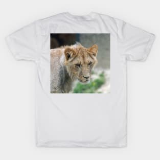 Lion 029 T-Shirt